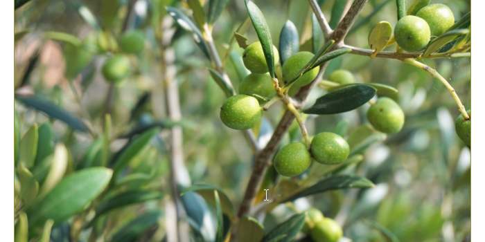 Cueillette d'olives