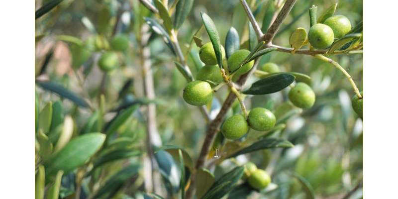 Cueillette d'olives