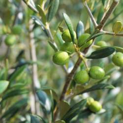 Cueillette d'olives - Dimanche 7 novembre 18:36-19:36 Cueillette d'olives - Dimanche 7 novembre 18:36-19:36